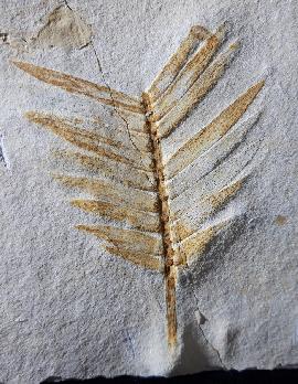 Zamites feneonis BRONGNIART - Bild © FossNet FossilienStore